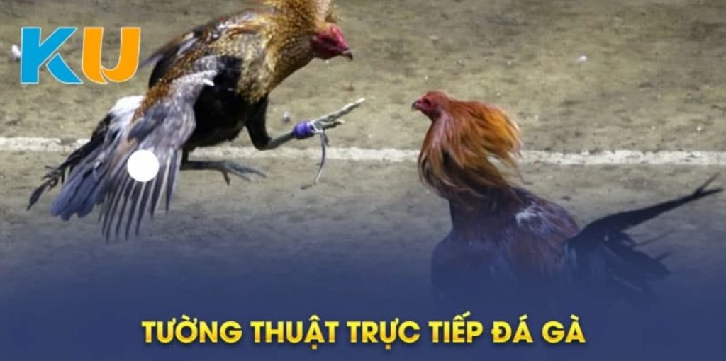 Đá Gà Kubet - Sân Chơi Chọi Kê Thời Thượng Top Đầu Châu Á