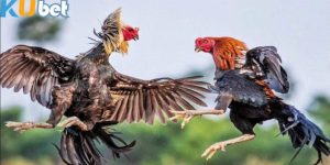Đôi nét về sảnh đá gà Kubet