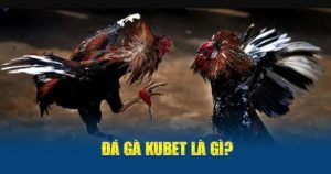 Ưu điểm giúp chuyên mục chọi kê Kubet trở nên bùng nổ
